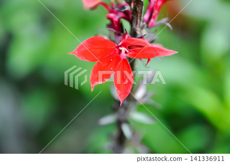 Cardinal Flower, Dortmanna cardinalis or Dortmanna cordigera or Lobelia or Lobelia cardinalis L or Water ruby or CAMPANULACEAE or red flower Cardinal Flower, Dortmanna cardinalis or Dortmanna cordigera or Lobelia or Lobelia cardinalis L or Water ruby or CAMPANULACEAE or red flower 141336911
