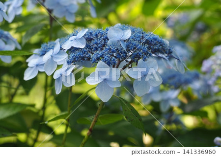 藍色繡球花 141336960