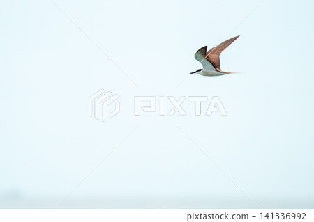 Bridled tern seabird soaring through a bright minimalist white sky. High key wildlife photography showing the brown and white bird in mid-air flight against a pale overcast background. Bridled tern seabird soaring through a bright minimalist white sky. High key wildlife photography showing the brown and white bird in mid-air flight against a pale overcast background. 141336992