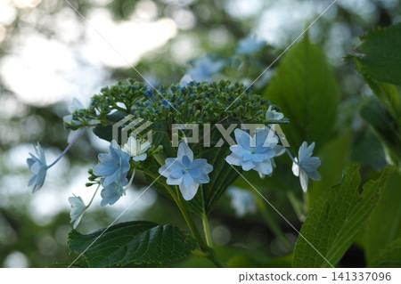 Blue hydrangea flowers are in bloom. Blue hydrangea flowers are in bloom. 141337096