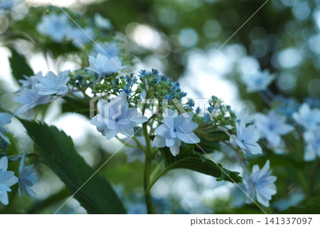 A hydrangea A hydrangea 141337097