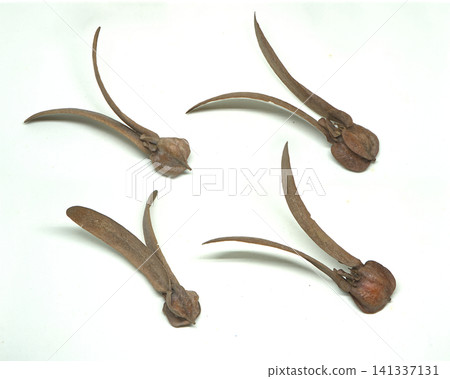 Two Dipterocarpus Alatus Seeds on White Background 141337131