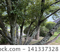 Trees 141337328