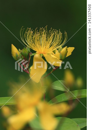 Long stamen flowers like gold thread 141337408