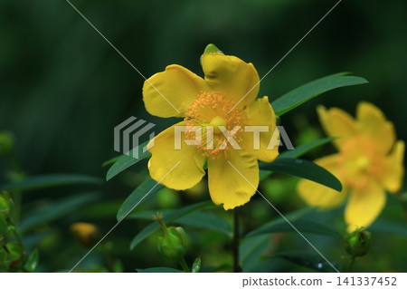A flower resembling a plum blossom, shining with a golden hue. 141337452