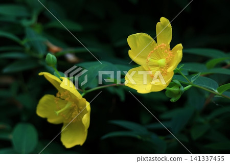A flower resembling a plum blossom, shining with a golden hue. A flower resembling a plum blossom, shining with a golden hue. 141337455