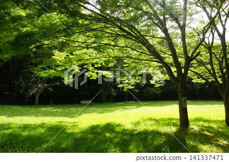 Nishikiori Park: A lush green park Nishikiori Park: A lush green park 141337471