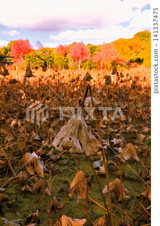 Withered lotus leaves and autumn leaves Withered lotus leaves and autumn leaves 141337475