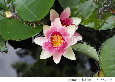 在水面上反射的粉紅色睡蓮 在水面上反射的粉紅色睡蓮 141337477