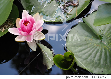 Water lily flower floating on the surface of the water Water lily flower floating on the surface of the water 141337478