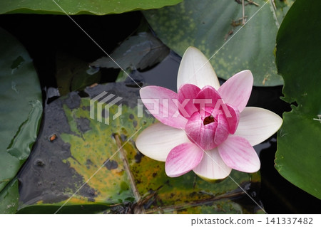 A landscape with water lilies A landscape with water lilies 141337482