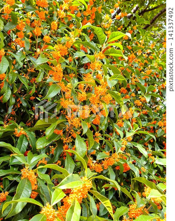 Osmanthus in full bloom in October Osmanthus in full bloom in October 141337492