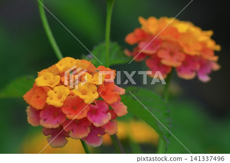 花色變化的花 141337496