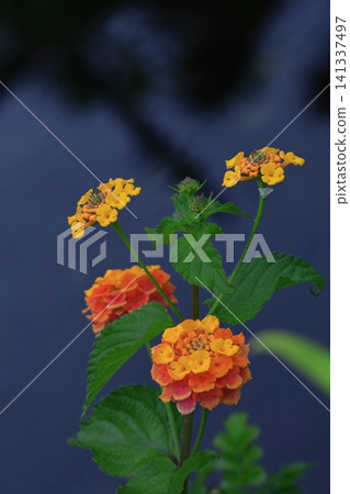 花色變化的花 花色變化的花 141337497