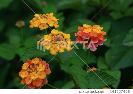花色變化的花 花色變化的花 141337498