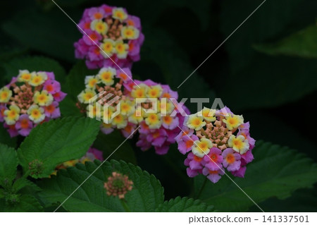 花色變化的花 花色變化的花 141337501