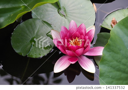 浮在水面上的睡蓮花 浮在水面上的睡蓮花 141337532
