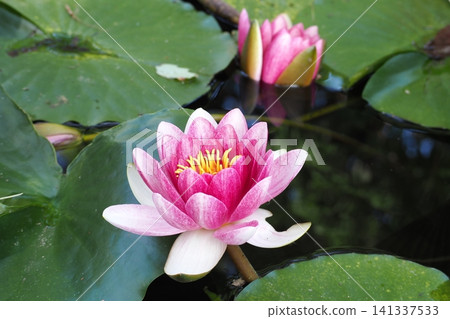 漂浮在水面上的粉紅色睡蓮 漂浮在水面上的粉紅色睡蓮 141337533