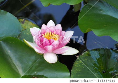 浮在水面上的睡蓮花 浮在水面上的睡蓮花 141337535