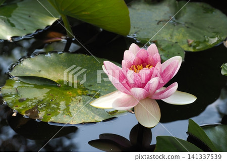 Pink water lily flower floating on water Pink water lily flower floating on water 141337539