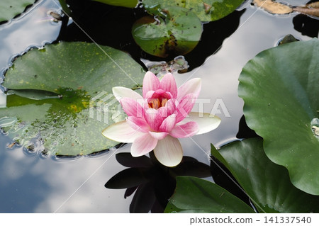 浮在水面上的睡蓮花 浮在水面上的睡蓮花 141337540
