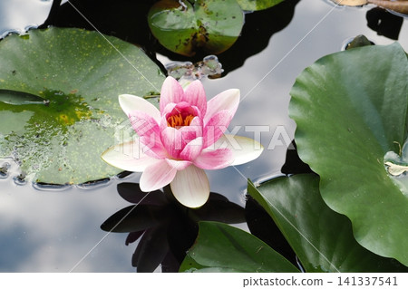 浮在水面上的睡蓮花 浮在水面上的睡蓮花 141337541