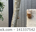 蟬蛻留在樹幹上：夏日景象。 141337542