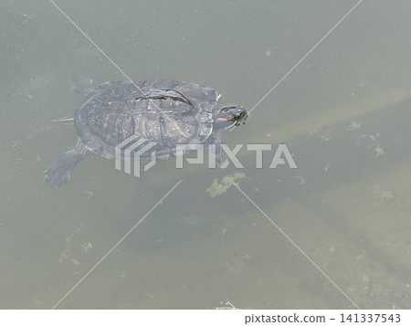 Red eared slider swimming in a pond Red eared slider swimming in a pond 141337543