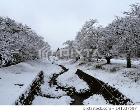 冬季,福島縣觀音川沿岸的櫻花樹上積滿了雪,形成了一幅引人注目、美麗的景象。 冬季,福島縣觀音川沿岸的櫻花樹上積滿了雪,形成了一幅引人注目、美麗的景象。 141337597