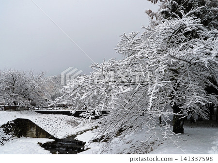 冬季,福島縣觀音川沿岸的櫻花樹枝上積滿了白雪,閃閃發光,構成了一幅引人注目、美麗的景象。 冬季,福島縣觀音川沿岸的櫻花樹枝上積滿了白雪,閃閃發光,構成了一幅引人注目、美麗的景象。 141337598