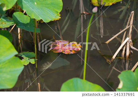 蓮花盛開 蓮花盛開 141337691