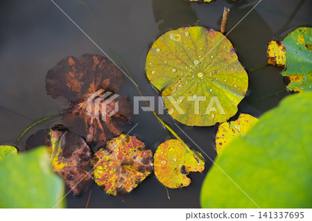 Lotus flowers in full bloom Lotus flowers in full bloom 141337695