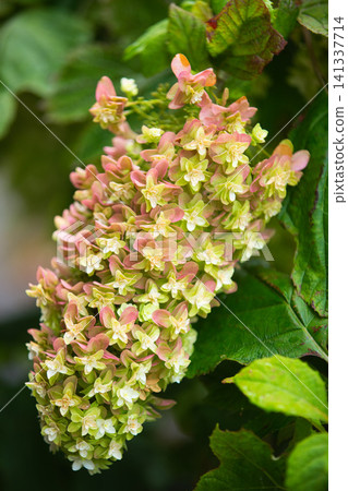 蓮花盛開 蓮花盛開 141337714