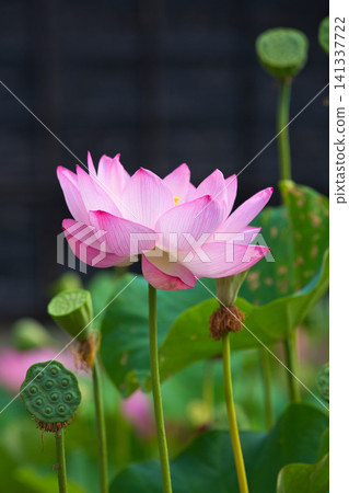 Lotus flowers in full bloom Lotus flowers in full bloom 141337722