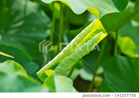 Lotus flowers in full bloom Lotus flowers in full bloom 141337738