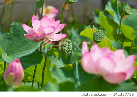 Lotus flowers in full bloom Lotus flowers in full bloom 141337739