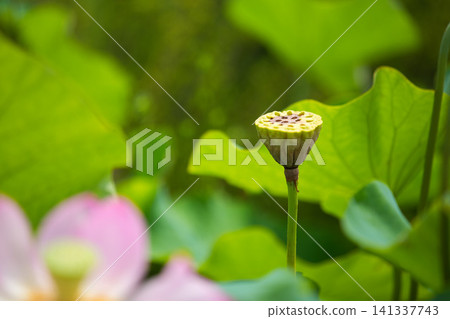 Lotus flowers in full bloom Lotus flowers in full bloom 141337743