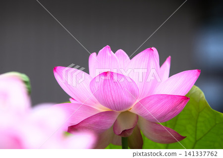 Lotus flowers in full bloom Lotus flowers in full bloom 141337762