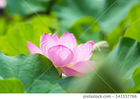 Lotus flowers in full bloom Lotus flowers in full bloom 141337766