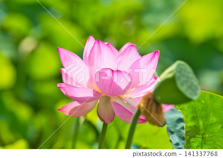 蓮花盛開 蓮花盛開 141337768