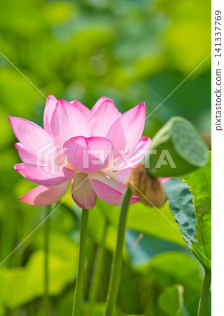 蓮花盛開 蓮花盛開 141337769