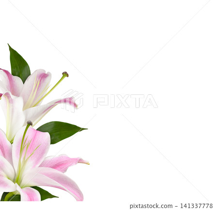 Pink and white lily flowers (buds) in a corner floral arrangement isolated on white Pink and white lily flowers (buds) in a corner floral arrangement isolated on white 141337778