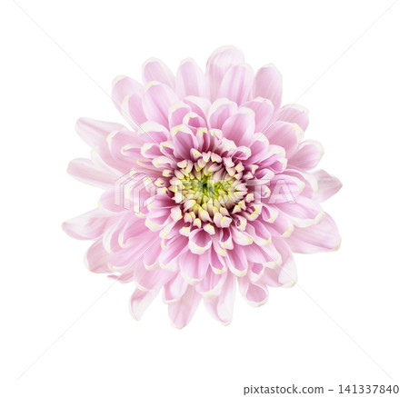 Pink chrysanthemum flower isolated on white. Top view. 141337840