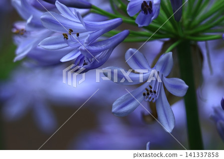 Blooming radially 141337858