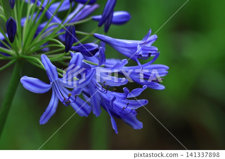 Blooming radially Blooming radially 141337898
