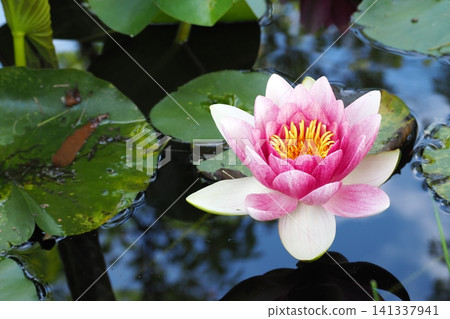 漂浮在水面上的粉紅色睡蓮花 漂浮在水面上的粉紅色睡蓮花 141337941