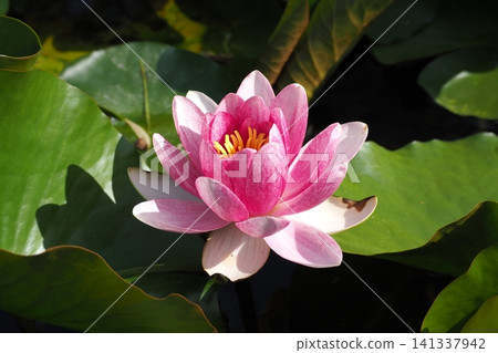 睡蓮鮮花 睡蓮鮮花 141337942