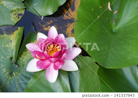 浮在水面上的睡蓮花 浮在水面上的睡蓮花 141337943
