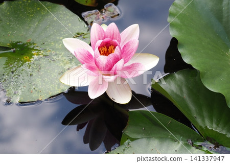 雨水浸濕的粉紅色睡蓮 雨水浸濕的粉紅色睡蓮 141337947