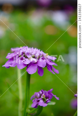 Light purple Iberis Light purple Iberis 141338027